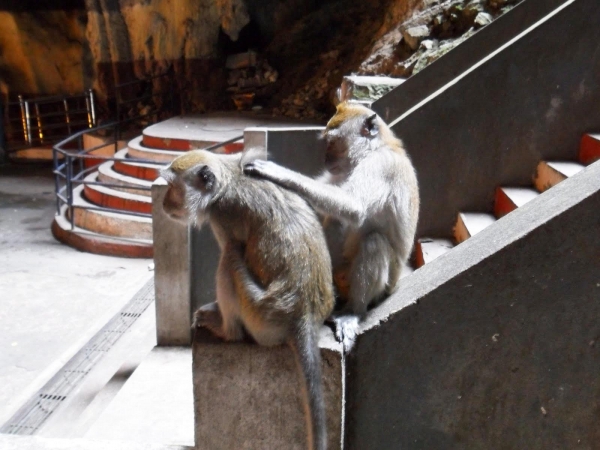 Zdjęcie z Malezji - Malpki z Batu Caves