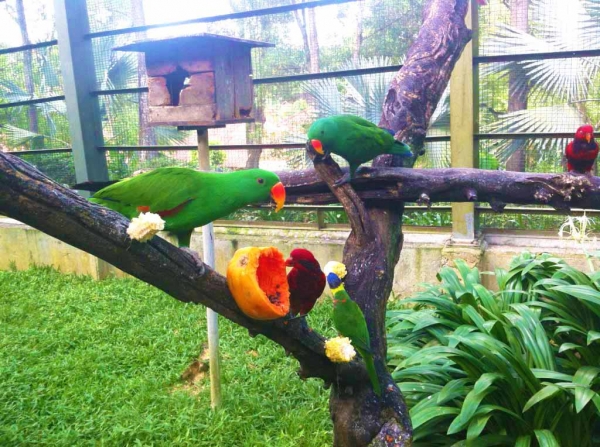 Zdjęcie z Malezji - KL Bird Park