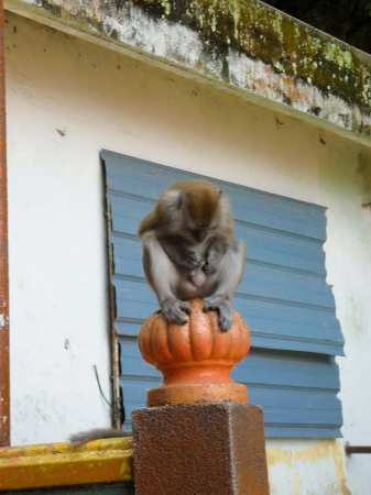 Zdjęcie z Malezji - Co ja tu mam? Malpka z Batu Caves :)))