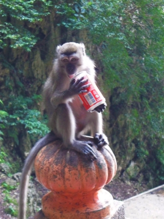 Zdjęcie z Malezji - Malpka z Batu Caves i jej zdobycz :)))