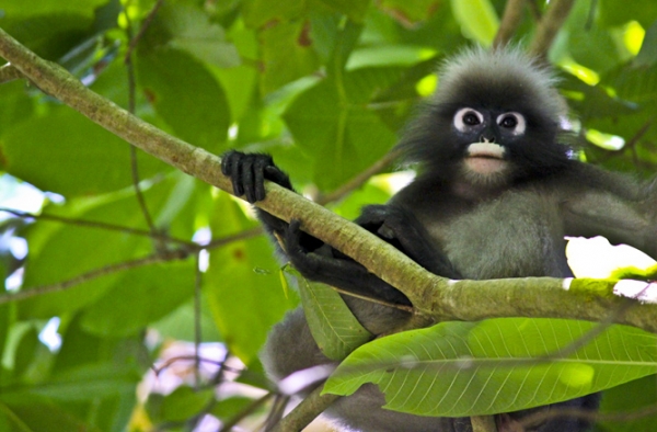Zdjęcie z Malezji - Langur 
