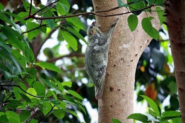 Zdjęcie z Malezji - Latajacy lemur w ogrodach Sheratona