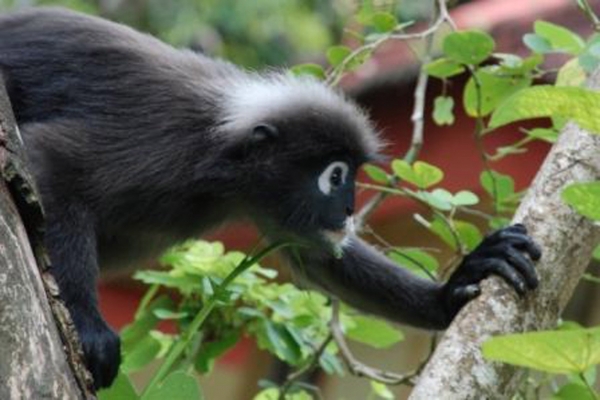 Zdjęcie z Malezji - Czarna malpka langur, zdjecie z balkonu naszego pokoju hotelowego