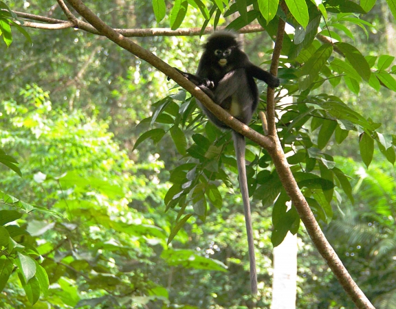 Zdjęcie z Malezji - Langur, zdjecie z balkonu naszego pokoju :)