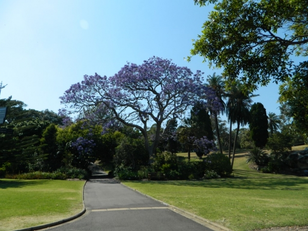 Zdjęcie z Australii - Royal Botanic Gardens