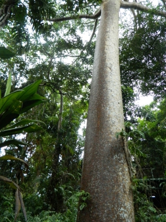 Zdjęcie z Australii - Las deszczowy Daintree