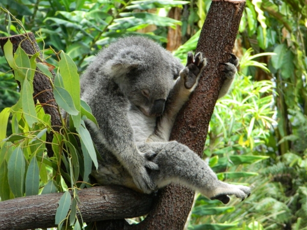 Zdjęcie z Australii - Koala