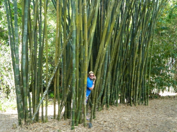 Zdjęcie z Australii - Cairns Botanic Gardens