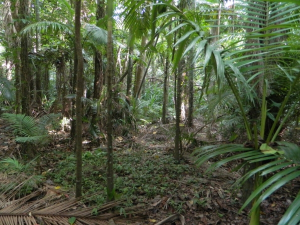 Zdjęcie z Australii - Ogrody Botaniczne