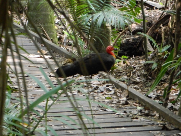 Zdjęcie z Australii - Australian Bushturkey