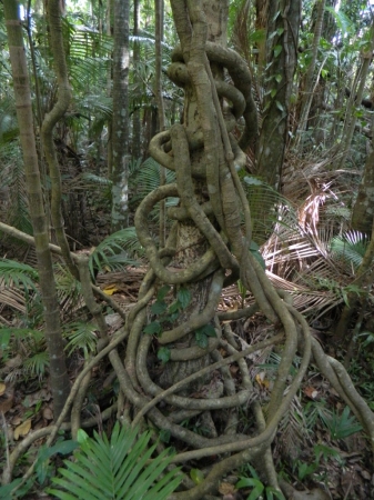 Zdjęcie z Australii - Ogrody Botaniczne