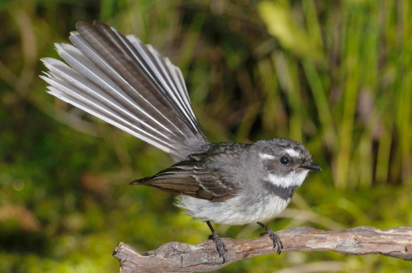 Zdjęcie z Nowej Zelandii - Wachlarzówka posępna, czyli fantail w Devonport