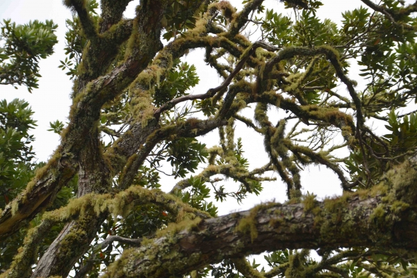 Zdjęcie z Nowej Zelandii - Porosty na drzewach charakterystyczne dla klimatu podzwrotnikowego