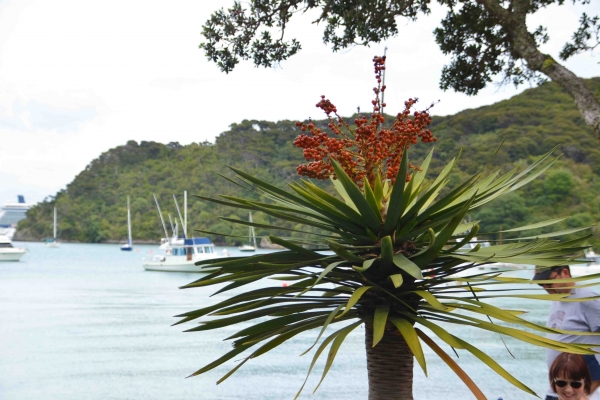 Zdjęcie z Nowej Zelandii - 
