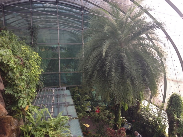 Zdjęcie z Singapuru - Changi AIrport