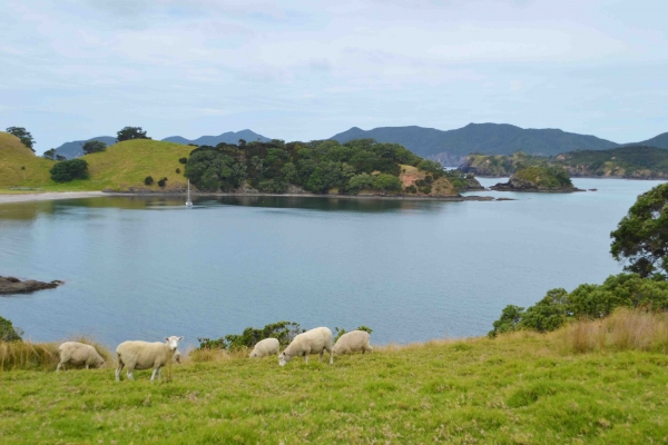 Zdjęcie z Nowej Zelandii - Owieczki maja fajny widok