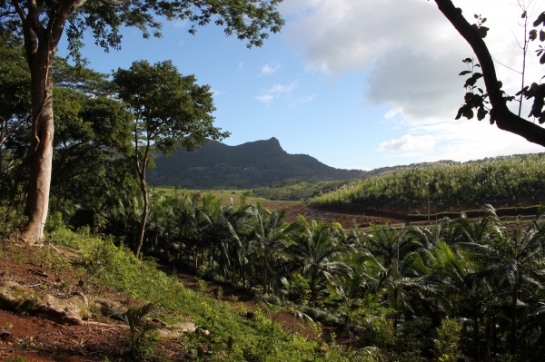 Zdjęcie z Mauritiusa - uprawa bananowców 