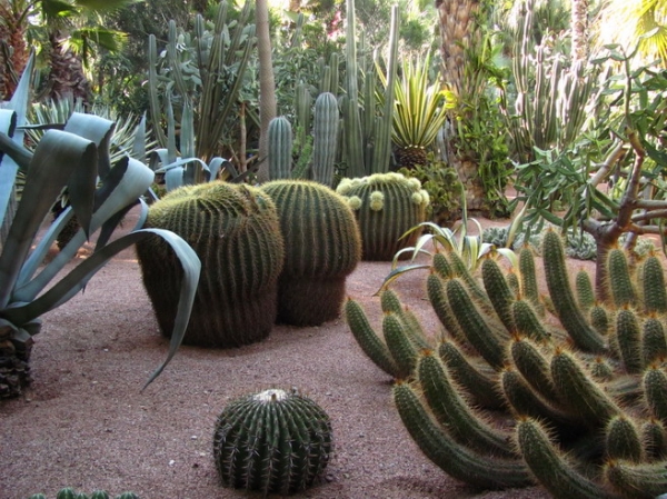 Zdjęcie z Maroka - Marrakesz - ogród Majorelle.