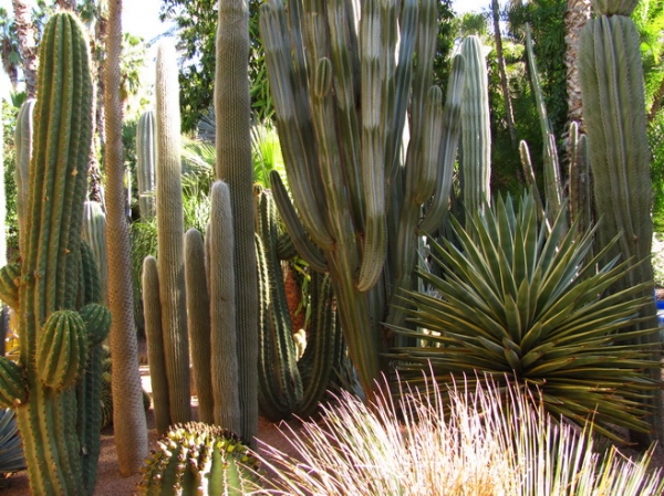 Zdjęcie z Maroka - Marrakesz - ogród Majorelle.