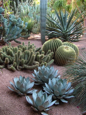 Zdjęcie z Maroka - Marrakesz - ogród Majorelle.