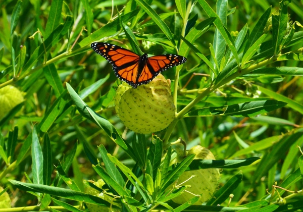Zdjęcie z Nowej Zelandii - Fauna i flora :)