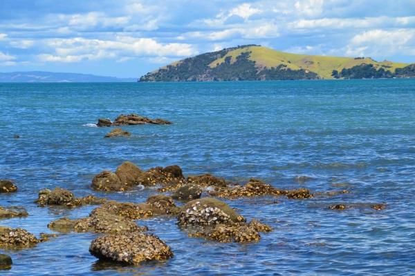 Zdjęcie z Nowej Zelandii - Oblepione ostrygami skaly...wystarczy noz i cytryna :)
