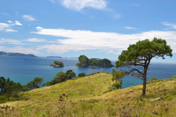 Zdjęcie z Nowej Zelandii - Cathedral Cove