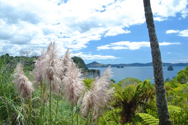 Zdjęcie z Nowej Zelandii - Cathedral Cove