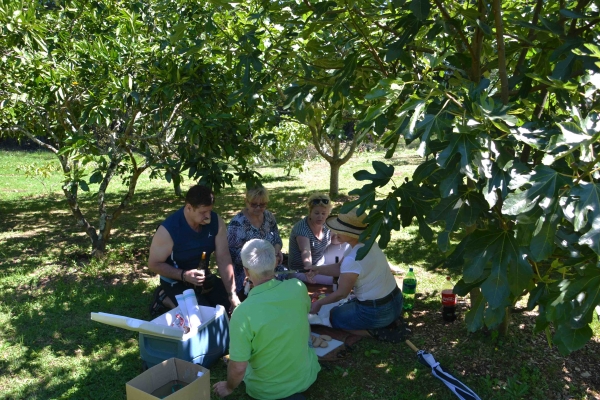 Zdjęcie z Nowej Zelandii - Piknik w figowym sadzie