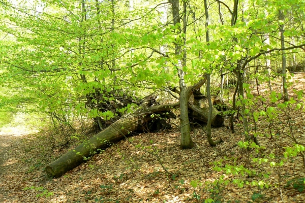 Zdjęcie z Rumunii - Szeklerszczyzna