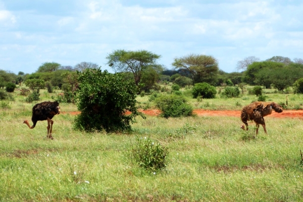 Zdjęcie z Kenii - struś wraz z małożonką:)