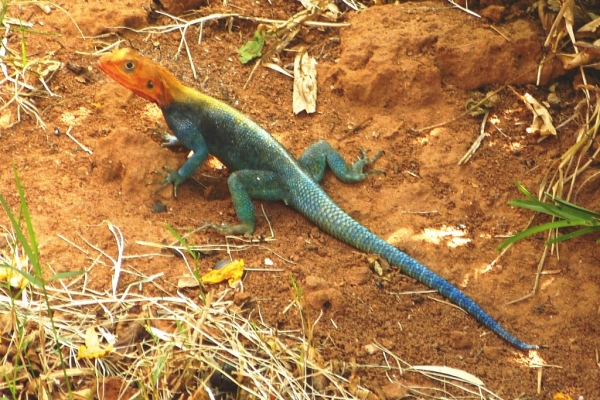Zdjęcie z Kenii - agama