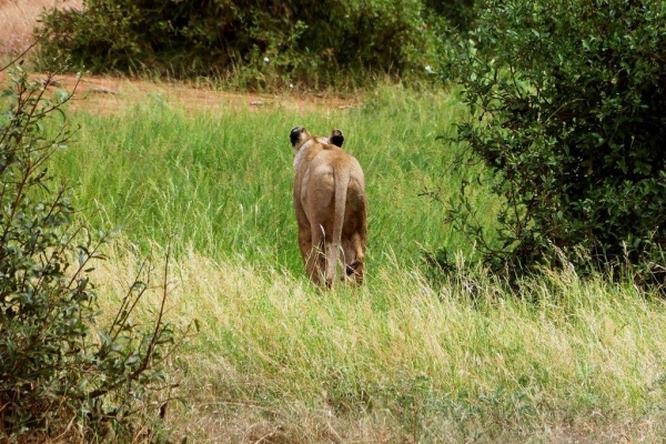 Zdjęcie z Kenii - jakiś Simba sobie poszedł...., bo za dużo tu tych mzungu:)