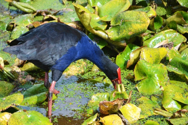 Zdjęcie z Nowej Zelandii - Pukeko, czyli nowozelandzka kurka wodna