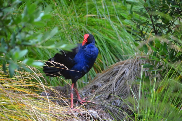 Zdjęcie z Nowej Zelandii - Ten pukeko byl wyjatkowo agresywny