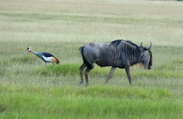 Zdjęcie z Kenii - gnu z koronnikiem
