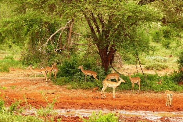 Zdjęcie z Kenii - ziemia Tsavo Zachodniego jest równie czerwona jak w części wschodniej