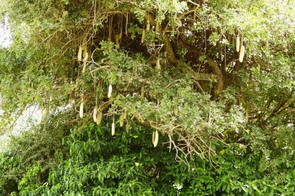Zdjęcie z Kenii - sausage tree;