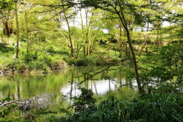 Zdjęcie z Kenii - Mzima Springs
