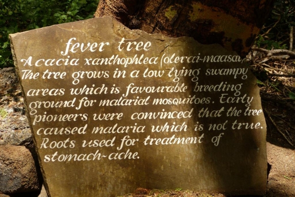 Zdjęcie z Kenii - drzewo gorączkowe