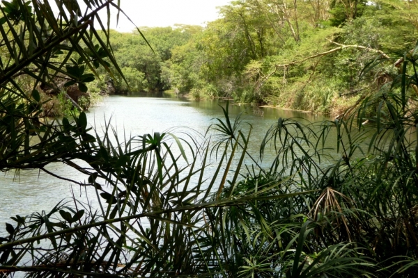 Zdjęcie z Kenii - Mzima Springs