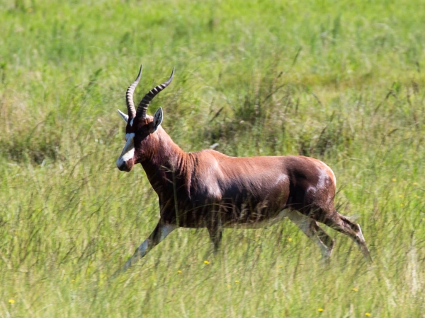 Zdjęcie z Republiki Półudniowej Afryki - LALIBELLA Safari