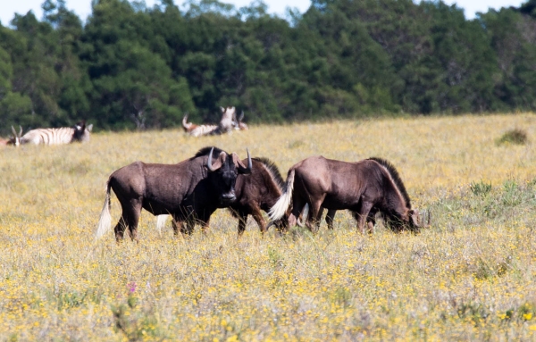 Zdjęcie z Republiki Półudniowej Afryki - LALIBELLA Safari