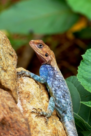 Zdjęcie z Kenii - kolejna agama; królowa tutejszych jaszczurowatych:)