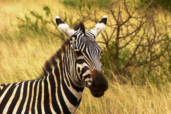Zdjęcie z Kenii - zebra stepowa 