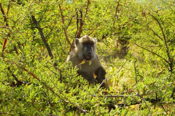 Zdjęcie z Kenii - baboon:)