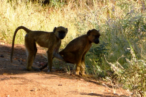 Zdjęcie z Kenii - może cię podrapać? :))