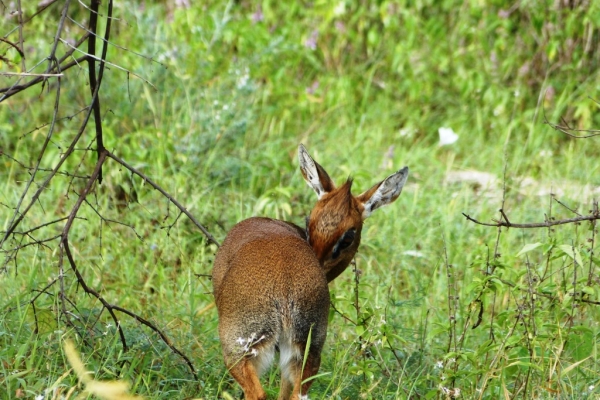 Zdjęcie z Kenii - dik dik, najmniejsza antylopka na sawannie