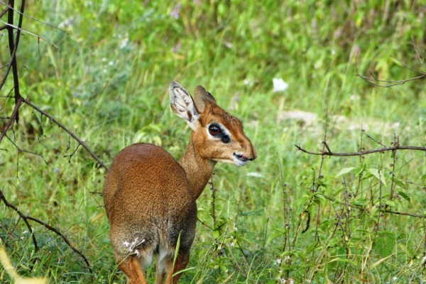 Zdjęcie z Kenii - antylopka dik dik jest uroczo śliczna, to taki trochę zajączek na nieco dłużych nóżkach:))