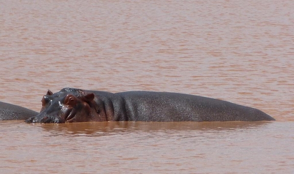 Zdjęcie z Kenii - a co tam? to hipopotam:)
